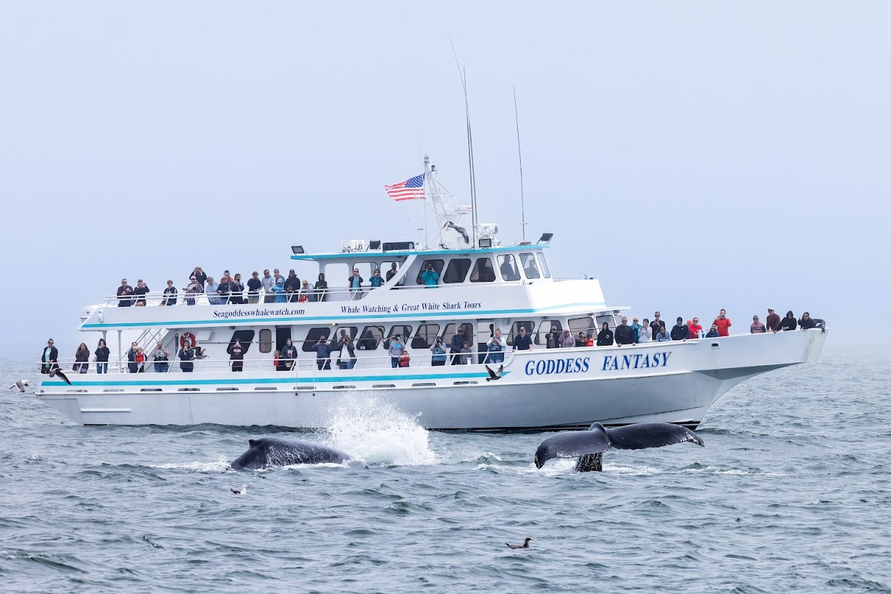 Sea Goddess Whale Watching