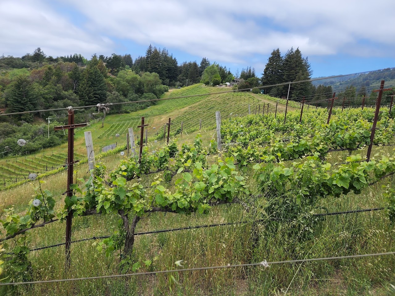 Windy Oaks Winery