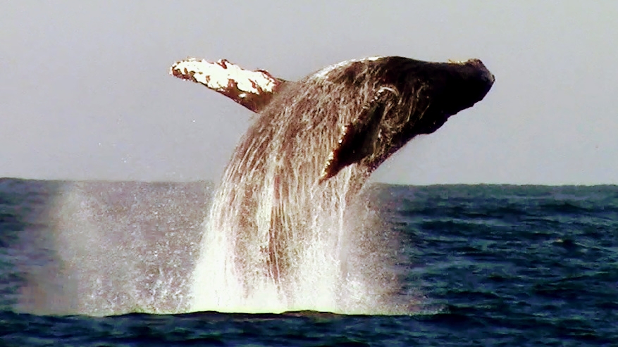 Chris's Fishing & Whale Watching Trips