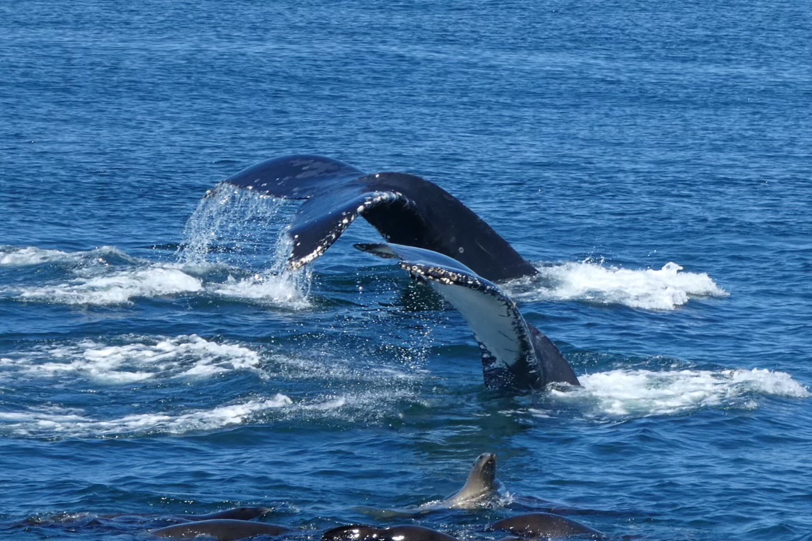 Blue Ocean Whale Watch