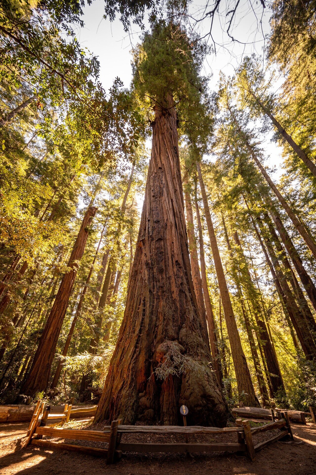 Henry Cowell Redwoods State Park