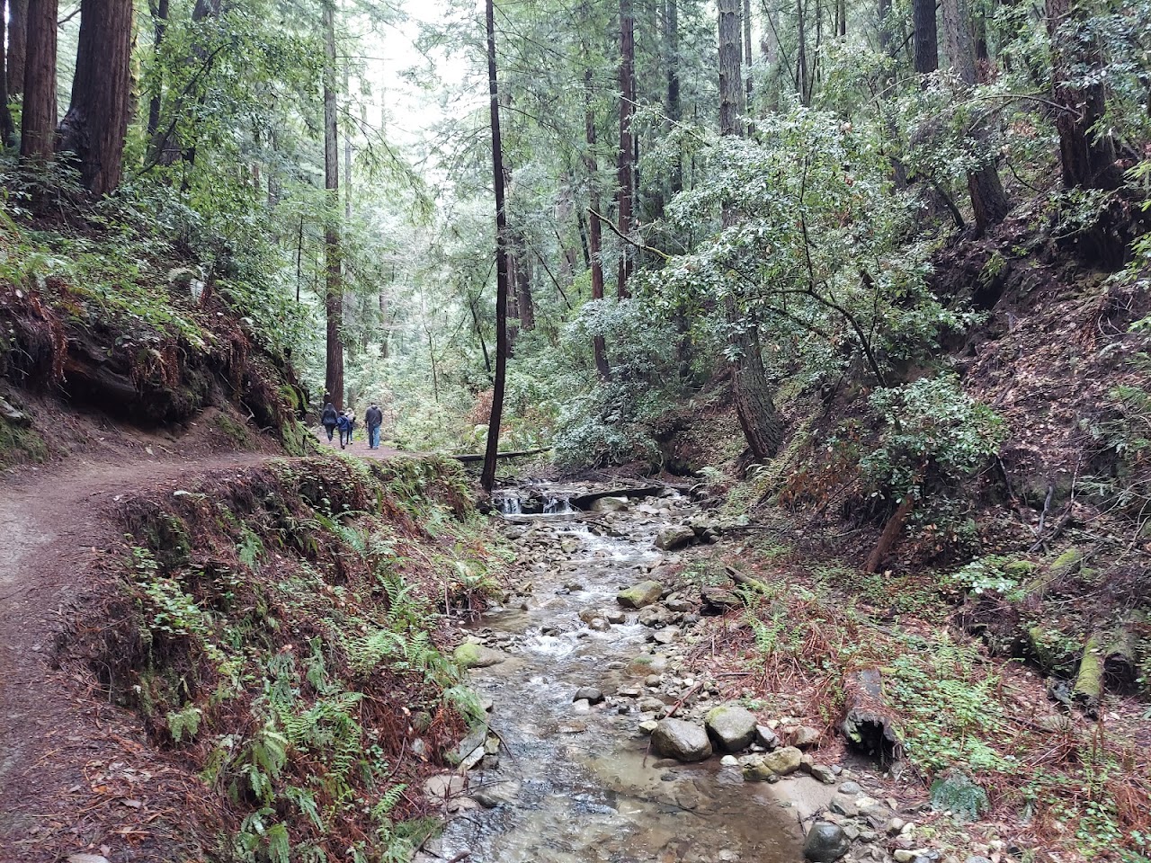 Fall Creek Trail (Henry Cowell)