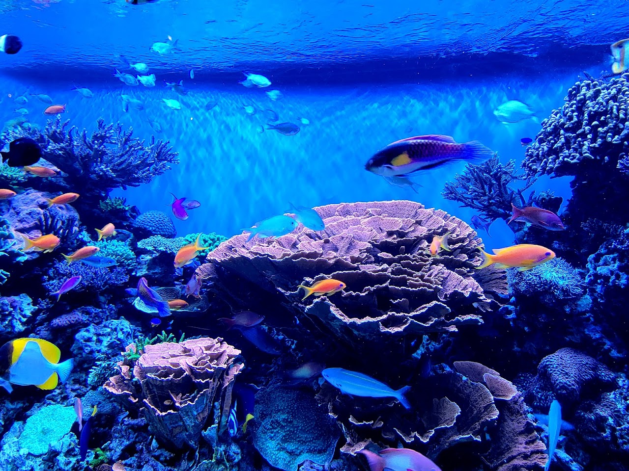 Monterey Bay Aquarium: Seafood Watch Program