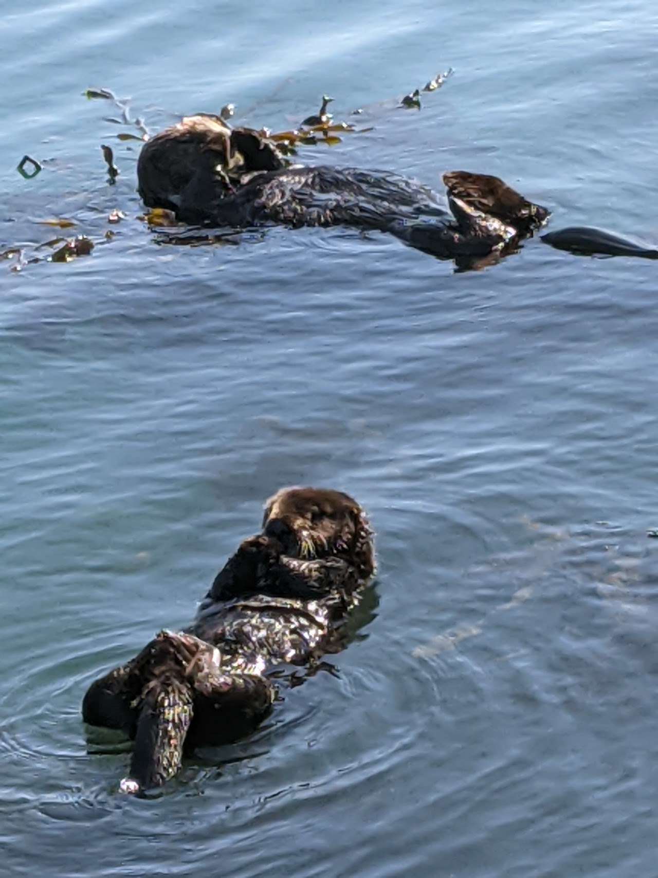 Moss Landing Viewing Point