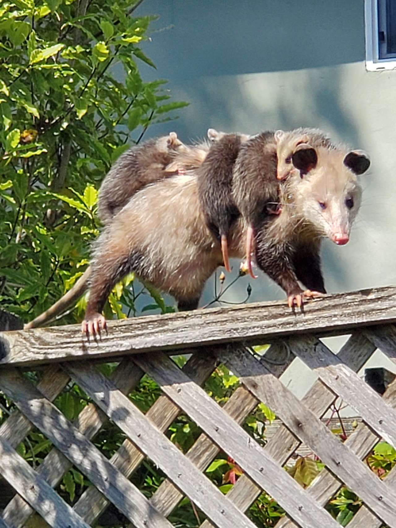 Native Animal Rescue