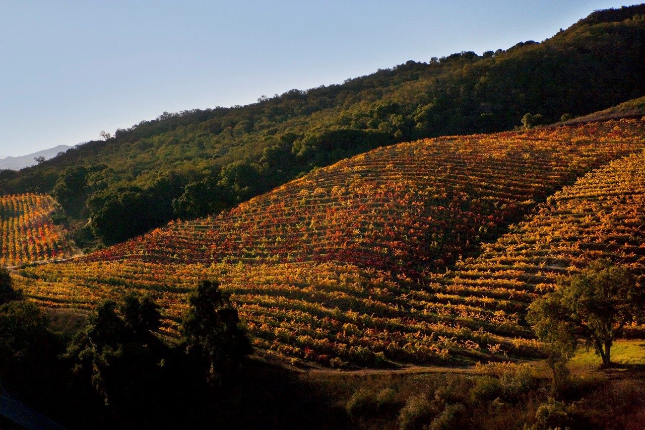 De Rose Winery Inc.